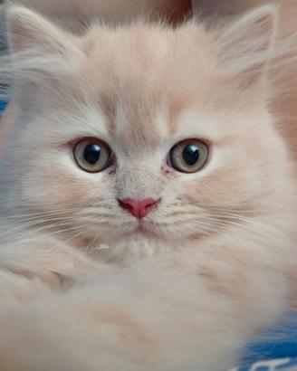 Splendido gattino persiano