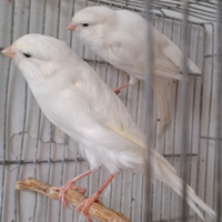 Migliorato bianco dominante