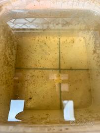 Dafnie Vive per Acquario - Maxi Starter 3 Litri