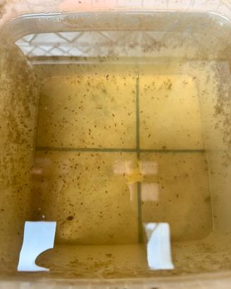 Dafnie Vive per Acquario - Maxi Starter 3 Litri