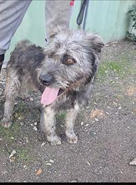 Kros lo spinoncino dagli occhi color nocciola