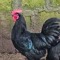 Galli Australorp e varie razze