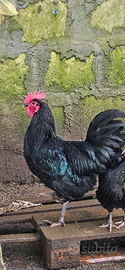 Galli Australorp e varie razze