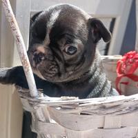 Bulldog Francese