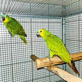 Amazzone fronte blu 2025 sessate