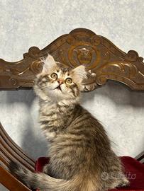 Gatto Siberiano Ipoallergenico