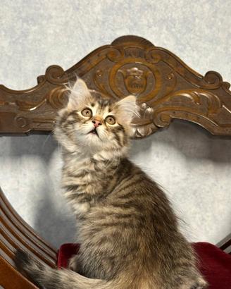 Gatto Siberiano Ipoallergenico