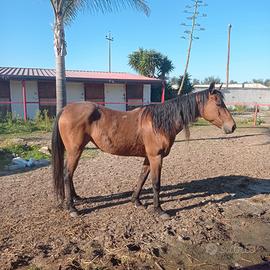 Cavalla razza sella italiano