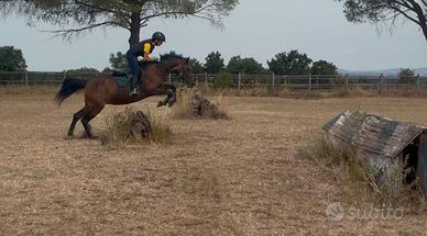 Pony