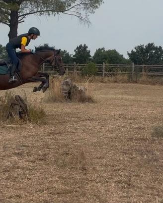 Pony