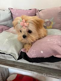 Maltese mini coreano