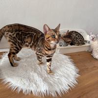 Gattini bengala snow e brown spotted tabby