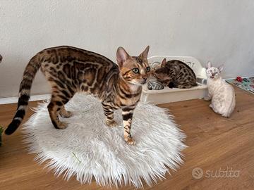 Gattini bengala snow e brown spotted tabby