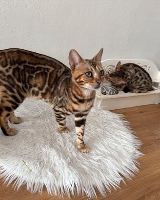 Gattini bengala snow e brown spotted tabby