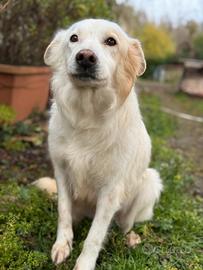 White cagnolina sfortunata 7 anni taglia media
