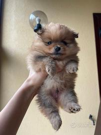 Spitz nano con pedigree enci