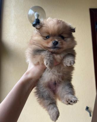 Spitz nano con pedigree enci