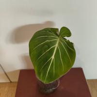 Philodendron gloriosum talea da pianta matura