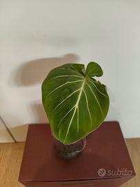 Philodendron gloriosum talea da pianta matura