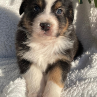 Derek cucciolo di pastore australiano