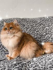 Gattino British longhair 9 mesi