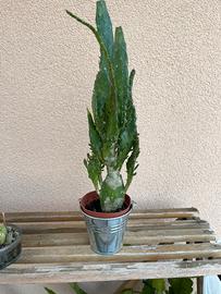 Pianta grassa