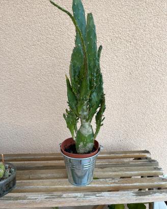 Pianta grassa
