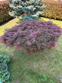 Acero Giapponese a foglia fine