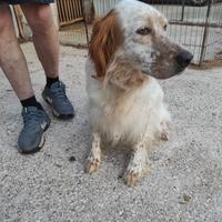 Setter bianco arancio