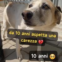 Bernie 12 anni taglia media in canile da 10 anni