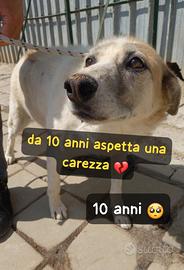 Bernie 12 anni taglia media in canile da 10 anni