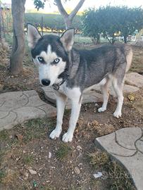 Cane husky