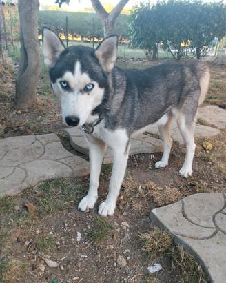 Cane husky