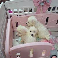 Cucciolata casalinga di maltesini