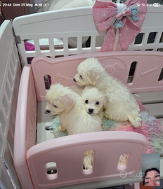 Cucciolata casalinga di maltesini