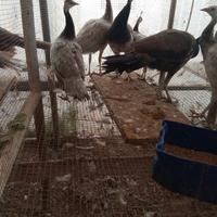 Pavoni bronzo giovani