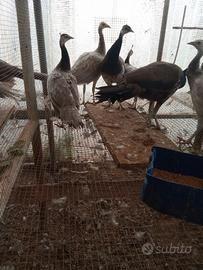 Pavoni bronzo giovani