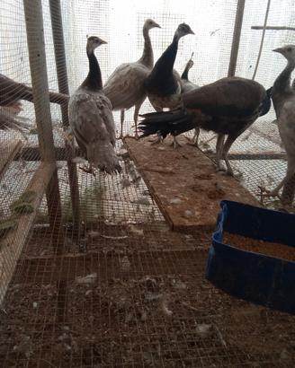 Pavoni bronzo giovani