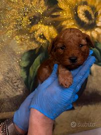 STUPENDi Cuccioli barboncino toy red pedigree Enci