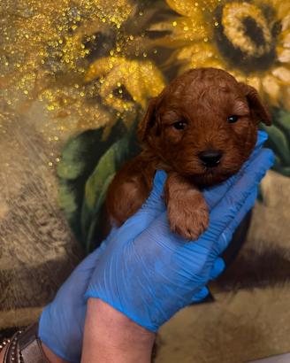 STUPENDi Cuccioli barboncino toy red pedigree Enci