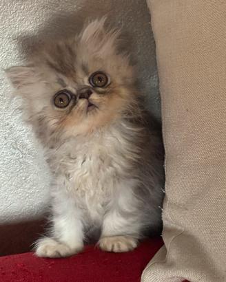 Piccoli gattini persiani testati