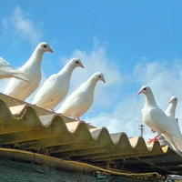 Colombe bianche viaggiatori
