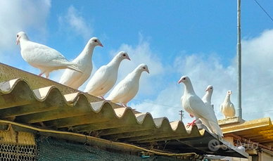 Colombe bianche viaggiatori