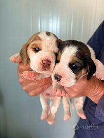 Cuccioli di beagle