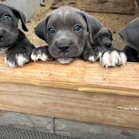 Cuccioli corso gigante