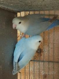 Pappagallo inseparabili roseincolis