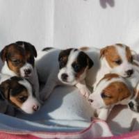 Jeck russell tricolore zampa corta