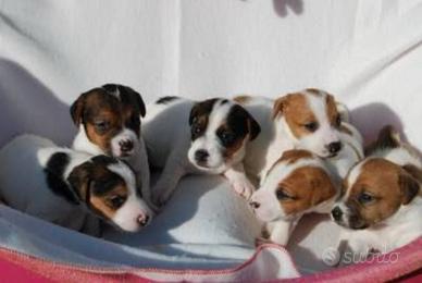 Jeck russell tricolore zampa corta