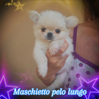 Chihuahua bianco