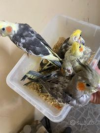 Calopsite allevati a mano